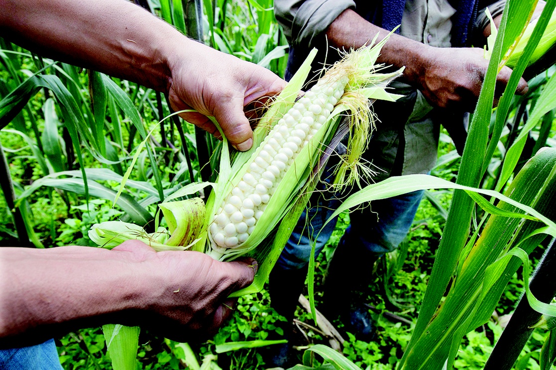 Cae la producción de maíz blanco en México y crecen importaciones – NODAL