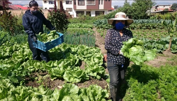 https://www.nodal.am/wp-content/uploads/2023/06/ecuador-agricultura-750x430.jpg