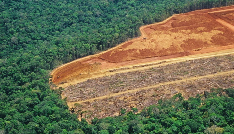 Brasil | La deforestación de la Amazonía se redujo un 68% en noviembre