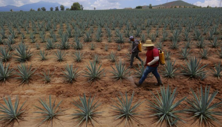 https://www.nodal.am/wp-content/uploads/2024/01/mexico-agricultura-750x430.png
