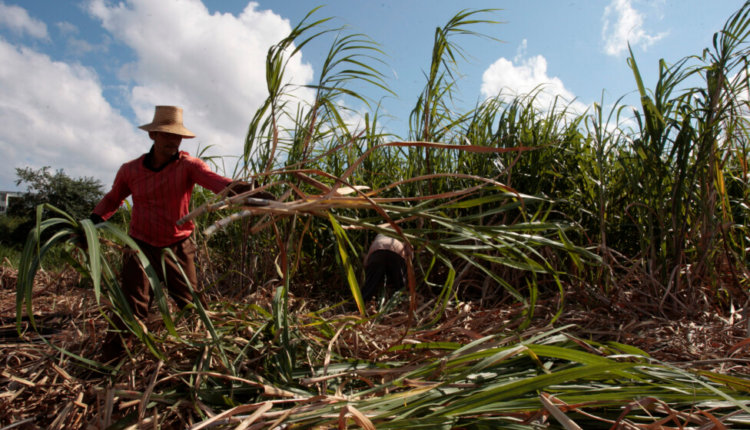 https://www.nodal.am/wp-content/uploads/2024/05/cuba-azucar-750x430.png