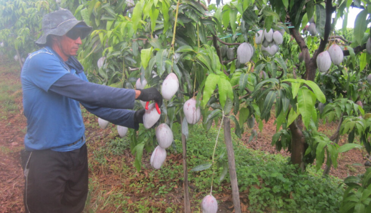 https://www.nodal.am/wp-content/uploads/2024/05/frutas-panorama-750x430.png