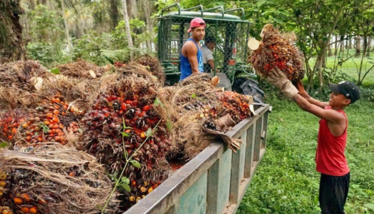 https://www.nodal.am/wp-content/uploads/2024/05/palma-aceitera-ecuador-750x430.png