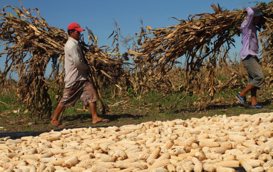 Cultivos-afectados-por-sequia-en-America-Central-3-920×613